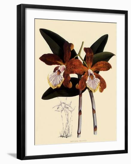 Cattleya Velutina-John Nugent Fitch-Framed Giclee Print