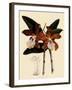 Cattleya Velutina-John Nugent Fitch-Framed Giclee Print