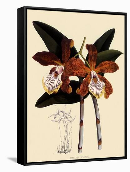 Cattleya Velutina-John Nugent Fitch-Framed Stretched Canvas