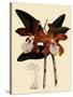 Cattleya Velutina-John Nugent Fitch-Stretched Canvas