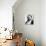 Catulle Mendes Photo-null-Photographic Print displayed on a wall