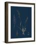 Caucalis Anthriscus; Upright Hedge-Parsley-null-Framed Giclee Print