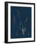 Caucalis Anthriscus; Upright Hedge-Parsley-null-Framed Giclee Print