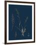 Caucalis Anthriscus; Upright Hedge-Parsley-null-Framed Giclee Print