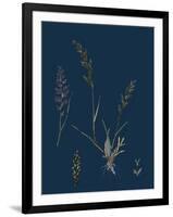 Caucalis Anthriscus; Upright Hedge-Parsley-null-Framed Giclee Print