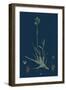 Caucalis Infesta; Field Hedge-Parsley-null-Framed Giclee Print