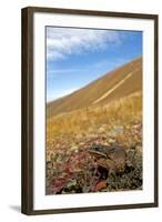 Caucasian Brown Frog (Rana Macrocnemis - Holtzi) In Habitat-Bert Willaert-Framed Photographic Print