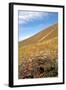 Caucasian Brown Frog (Rana Macrocnemis - Holtzi) In Habitat-Bert Willaert-Framed Photographic Print