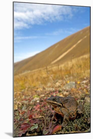 Caucasian Brown Frog (Rana Macrocnemis - Holtzi) In Habitat-Bert Willaert-Mounted Photographic Print