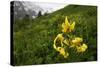 Caucasian Lily (Lilum Monadephum) in Flower, Mount Cheget, Caucasus, Russia, June 2008-Schandy-Stretched Canvas