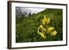 Caucasian Lily (Lilum Monadephum) in Flower, Mount Cheget, Caucasus, Russia, June 2008-Schandy-Framed Photographic Print