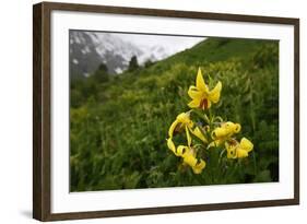 Caucasian Lily (Lilum Monadephum) in Flower, Mount Cheget, Caucasus, Russia, June 2008-Schandy-Framed Photographic Print