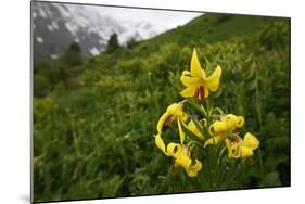 Caucasian Lily (Lilum Monadephum) in Flower, Mount Cheget, Caucasus, Russia, June 2008-Schandy-Mounted Photographic Print