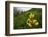 Caucasian Lily (Lilum Monadephum) in Flower, Mount Cheget, Caucasus, Russia, June 2008-Schandy-Framed Photographic Print