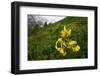 Caucasian Lily (Lilum Monadephum) in Flower, Mount Cheget, Caucasus, Russia, June 2008-Schandy-Framed Photographic Print