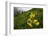 Caucasian Lily (Lilum Monadephum) in Flower, Mount Cheget, Caucasus, Russia, June 2008-Schandy-Framed Photographic Print