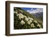 Caucasian Rhododendron Flowers with Mount Elbrus in the Distance, Caucasus, Russia, June 2008-Schandy-Framed Photographic Print