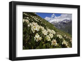 Caucasian Rhododendron Flowers with Mount Elbrus in the Distance, Caucasus, Russia, June 2008-Schandy-Framed Photographic Print