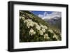 Caucasian Rhododendron Flowers with Mount Elbrus in the Distance, Caucasus, Russia, June 2008-Schandy-Framed Photographic Print