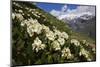 Caucasian Rhododendron Flowers with Mount Elbrus in the Distance, Caucasus, Russia, June 2008-Schandy-Mounted Photographic Print
