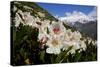 Caucasian Rhododendron Lowers with Mount Elbrus in the Distance, Caucasus, Russia, June-Schandy-Stretched Canvas