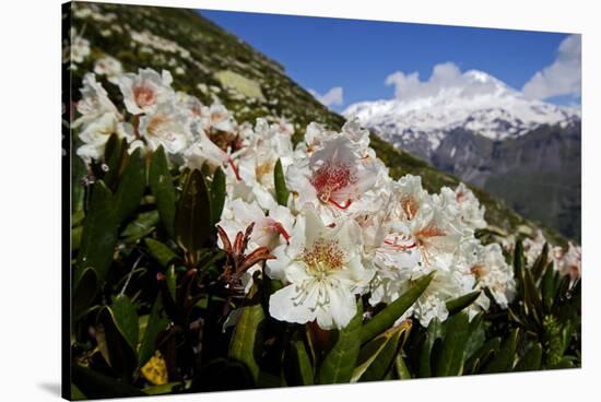 Caucasian Rhododendron Lowers with Mount Elbrus in the Distance, Caucasus, Russia, June-Schandy-Stretched Canvas