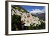 Caucasian Rhododendron Lowers with Mount Elbrus in the Distance, Caucasus, Russia, June-Schandy-Framed Photographic Print