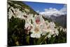 Caucasian Rhododendron Lowers with Mount Elbrus in the Distance, Caucasus, Russia, June-Schandy-Mounted Photographic Print