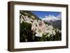 Caucasian Rhododendron Lowers with Mount Elbrus in the Distance, Caucasus, Russia, June-Schandy-Framed Photographic Print