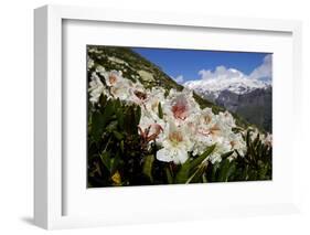 Caucasian Rhododendron Lowers with Mount Elbrus in the Distance, Caucasus, Russia, June-Schandy-Framed Photographic Print