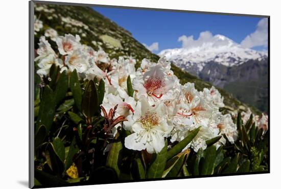 Caucasian Rhododendron Lowers with Mount Elbrus in the Distance, Caucasus, Russia, June-Schandy-Mounted Photographic Print