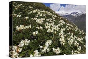 Caucasian Rhododendron (Rhododendron Caucasium) Flowers with Mount Elbrus in the Distance, Russia-Schandy-Stretched Canvas