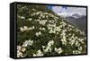 Caucasian Rhododendron (Rhododendron Caucasium) Flowers with Mount Elbrus in the Distance, Russia-Schandy-Framed Stretched Canvas