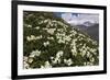Caucasian Rhododendron (Rhododendron Caucasium) Flowers with Mount Elbrus in the Distance, Russia-Schandy-Framed Photographic Print