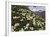 Caucasian Rhododendron (Rhododendron Caucasium) Flowers with Mount Elbrus in the Distance, Russia-Schandy-Framed Photographic Print