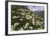 Caucasian Rhododendron (Rhododendron Caucasium) Flowers with Mount Elbrus in the Distance, Russia-Schandy-Framed Photographic Print