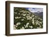 Caucasian Rhododendron (Rhododendron Caucasium) Flowers with Mount Elbrus in the Distance, Russia-Schandy-Framed Photographic Print