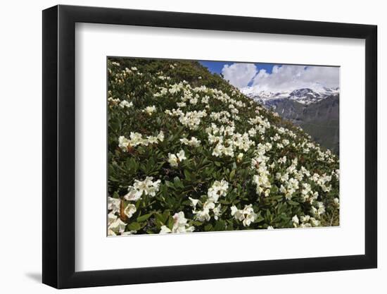 Caucasian Rhododendron (Rhododendron Caucasium) Flowers with Mount Elbrus in the Distance, Russia-Schandy-Framed Photographic Print