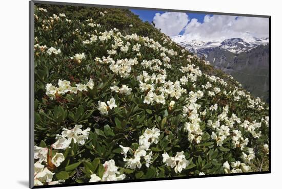 Caucasian Rhododendron (Rhododendron Caucasium) Flowers with Mount Elbrus in the Distance, Russia-Schandy-Mounted Photographic Print