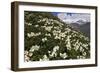 Caucasian Rhododendron (Rhododendron Caucasium) Flowers with Mount Elbrus in the Distance, Russia-Schandy-Framed Photographic Print