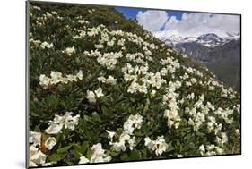 Caucasian Rhododendron (Rhododendron Caucasium) Flowers with Mount Elbrus in the Distance, Russia-Schandy-Mounted Photographic Print