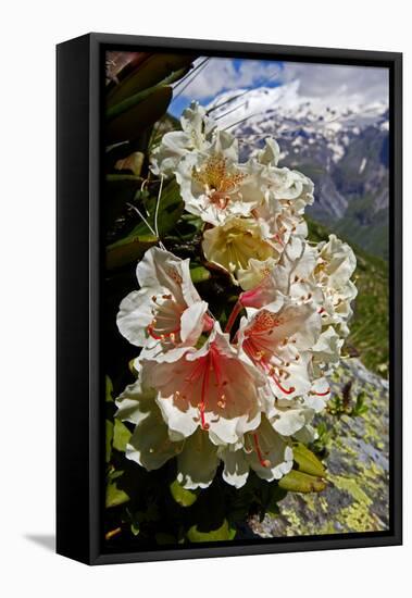Caucasian Rhododendron (Rhododendron Caucasium) with Mount Elbrus in the Distance, Caucasus, Russia-Schandy-Framed Stretched Canvas