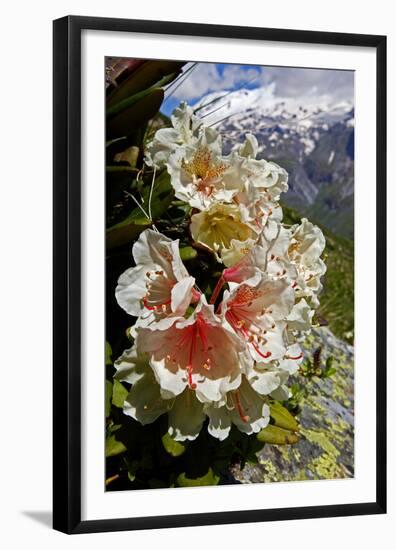 Caucasian Rhododendron (Rhododendron Caucasium) with Mount Elbrus in the Distance, Caucasus, Russia-Schandy-Framed Premium Photographic Print