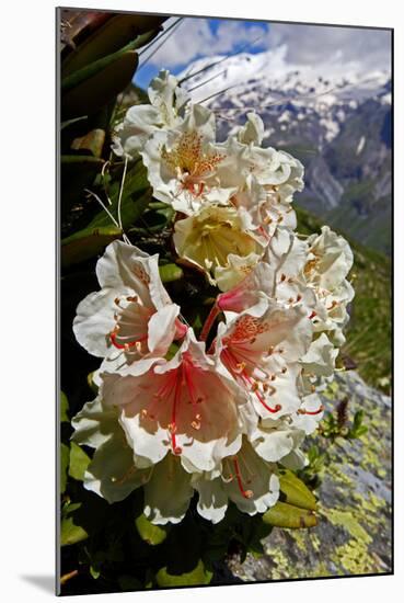 Caucasian Rhododendron (Rhododendron Caucasium) with Mount Elbrus in the Distance, Caucasus, Russia-Schandy-Mounted Premium Photographic Print