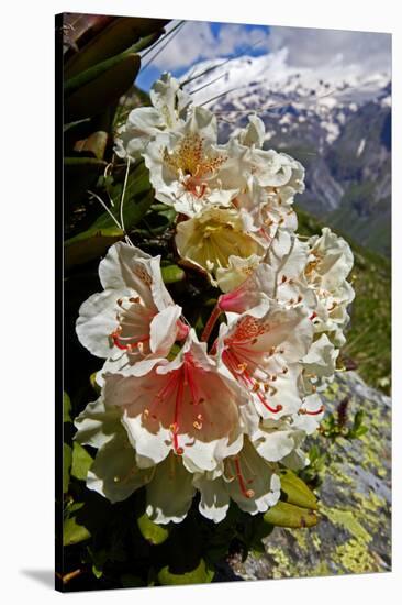 Caucasian Rhododendron (Rhododendron Caucasium) with Mount Elbrus in the Distance, Caucasus, Russia-Schandy-Stretched Canvas