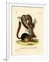 Caucasian Squirrel-null-Framed Giclee Print