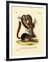 Caucasian Squirrel-null-Framed Giclee Print