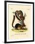 Caucasian Squirrel-null-Framed Giclee Print