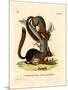 Caucasian Squirrel-null-Mounted Giclee Print