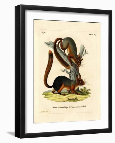 Caucasian Squirrel-null-Framed Giclee Print